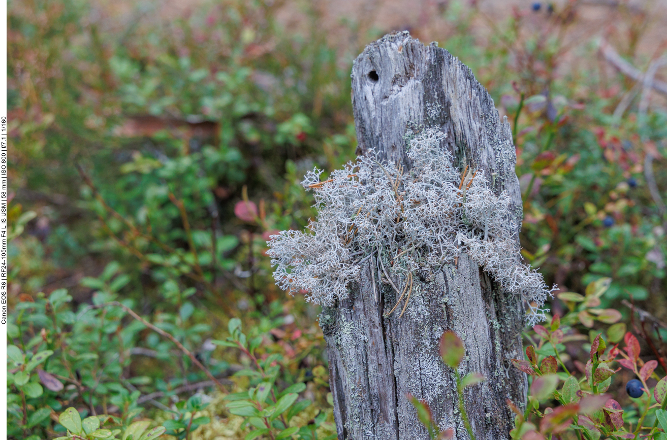Flechten an einem Baumstumpf