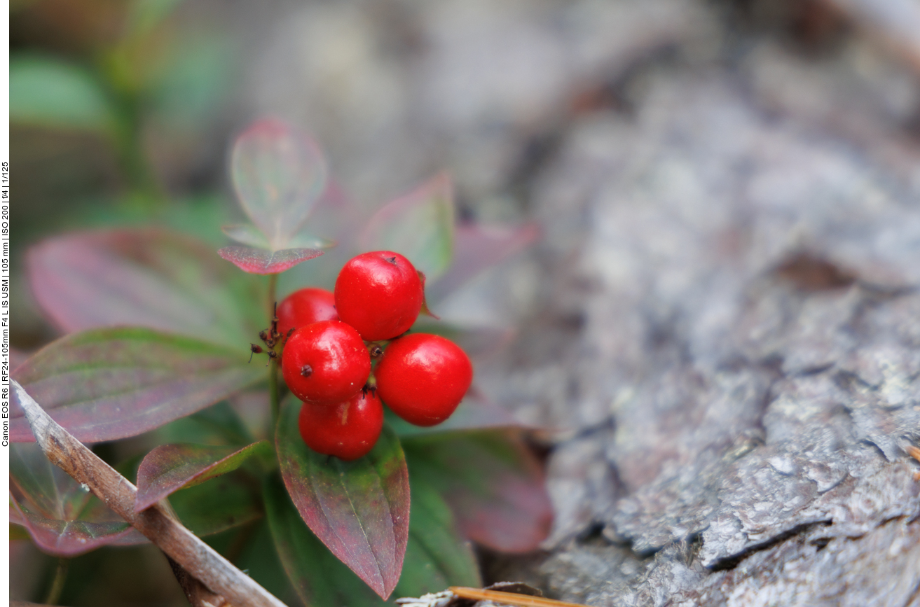 Preiselbeeren