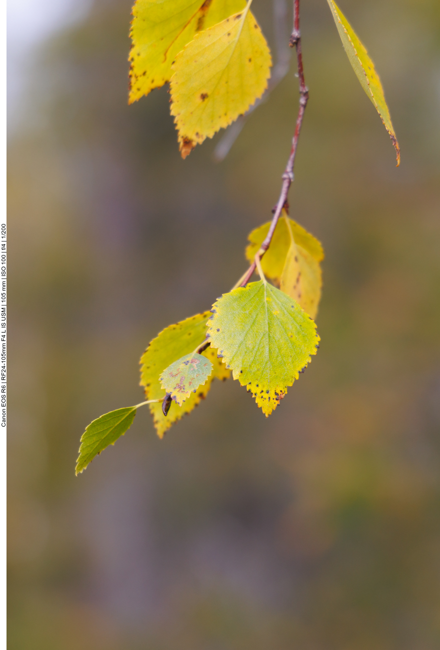 Herbstlaub
