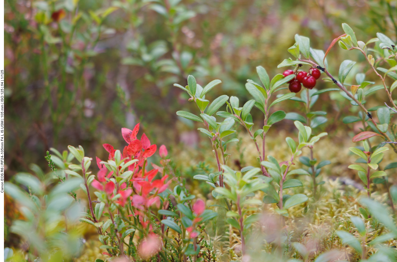 Preiselbeeren