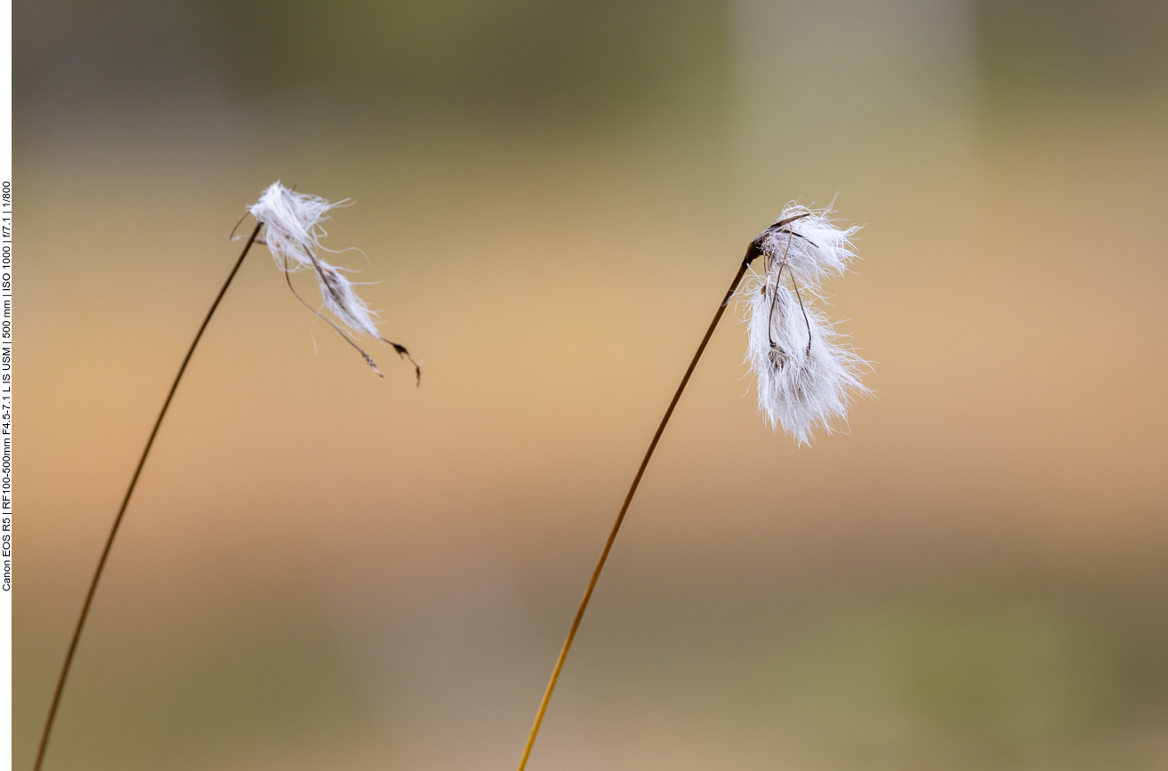 Schmalblättriges Wollgras [Eriophorum angustifolium]