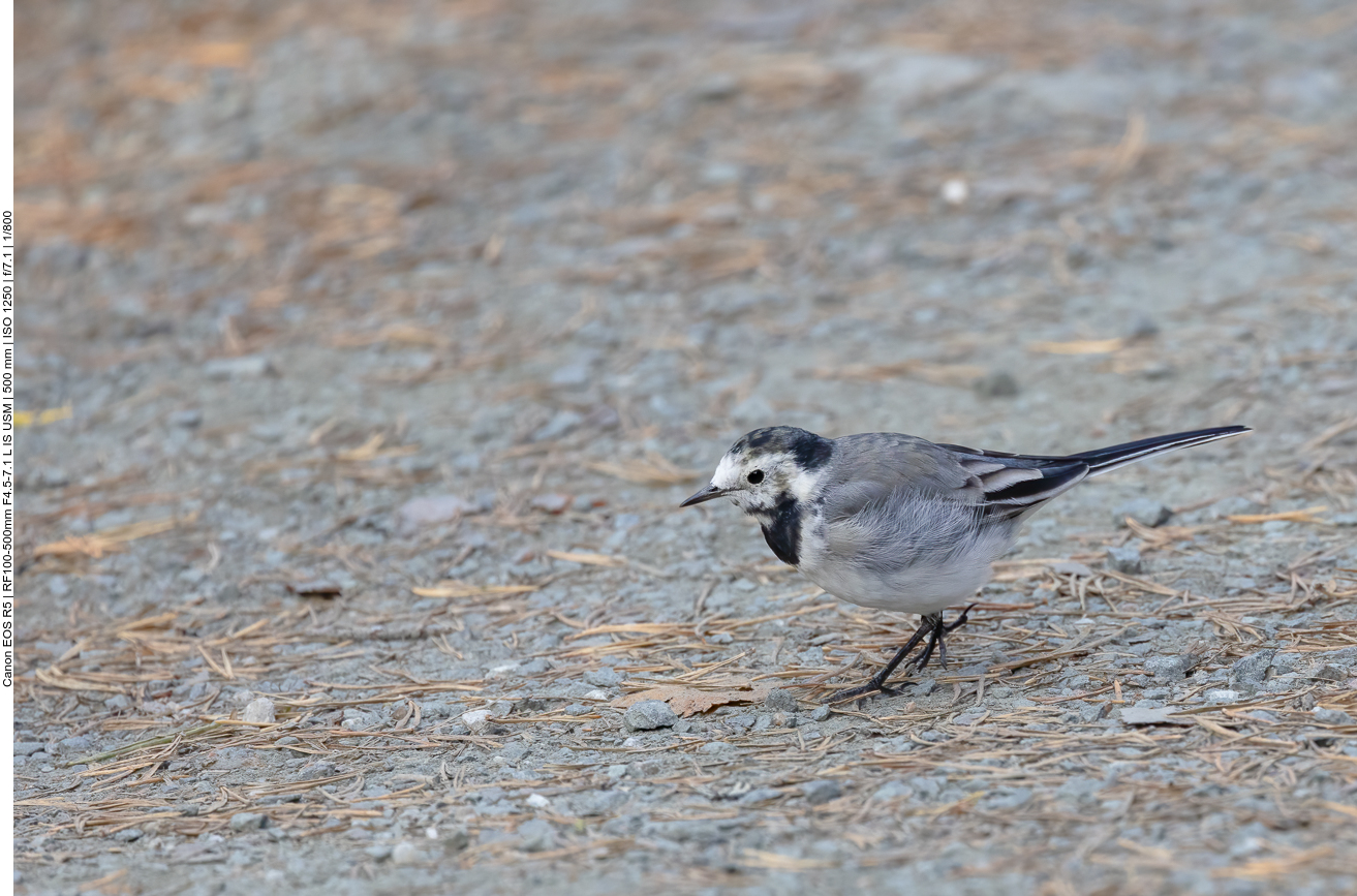 ... kommen hier häufig vor