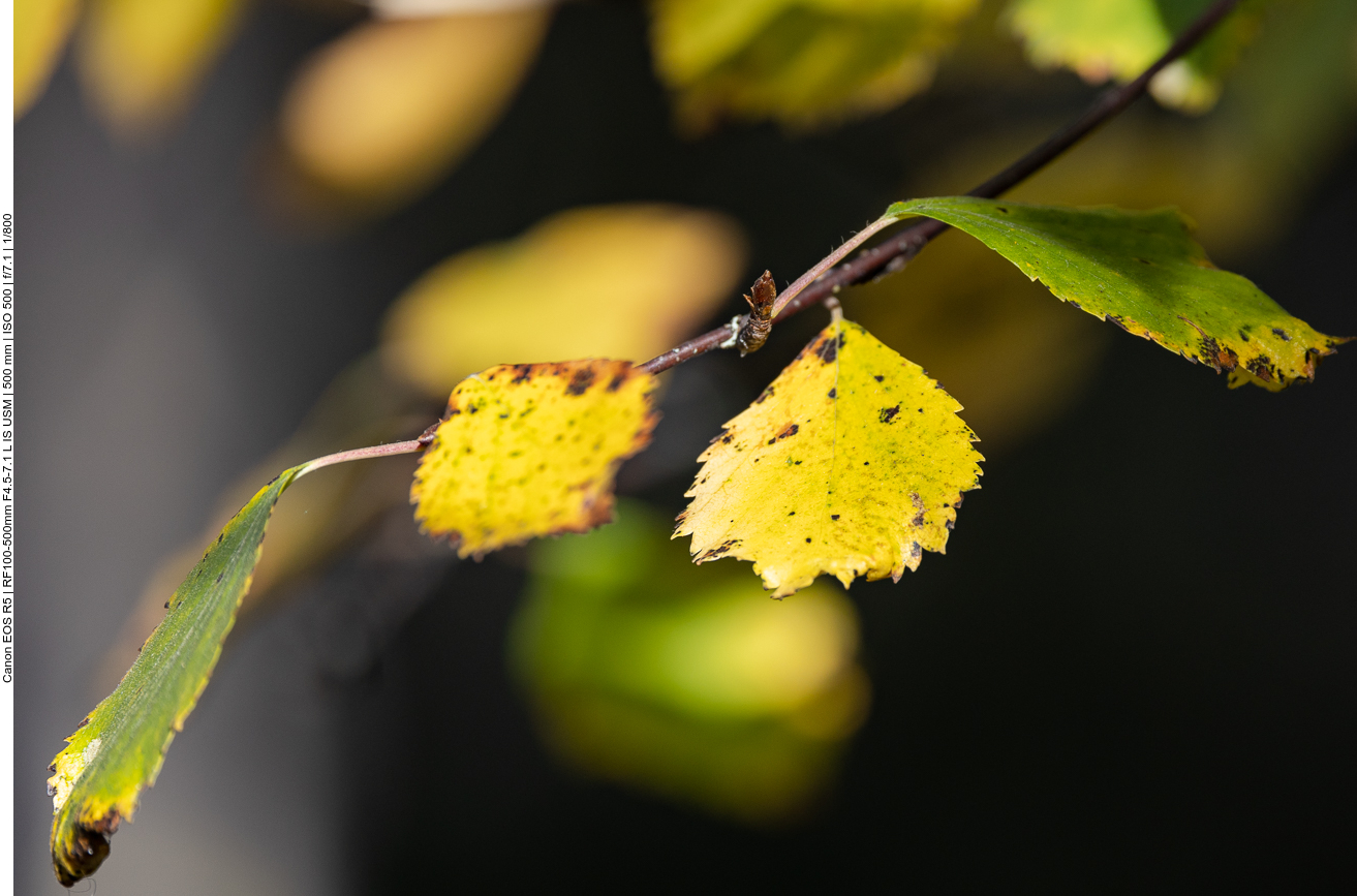 Herbstlaub