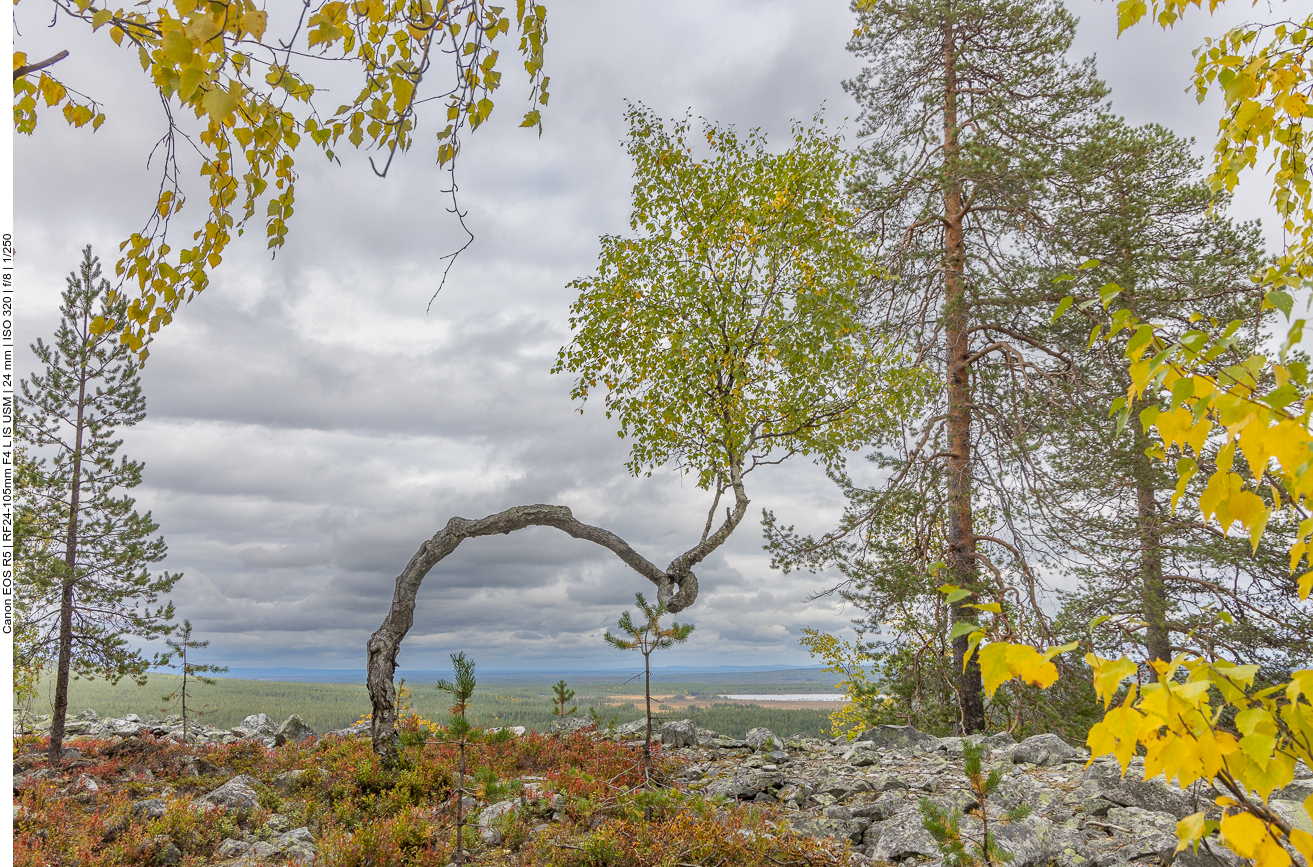 ... vorbei an krummen Bäumen ...