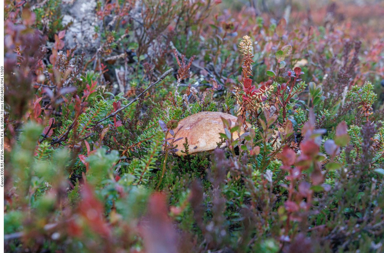 Großer Pilz