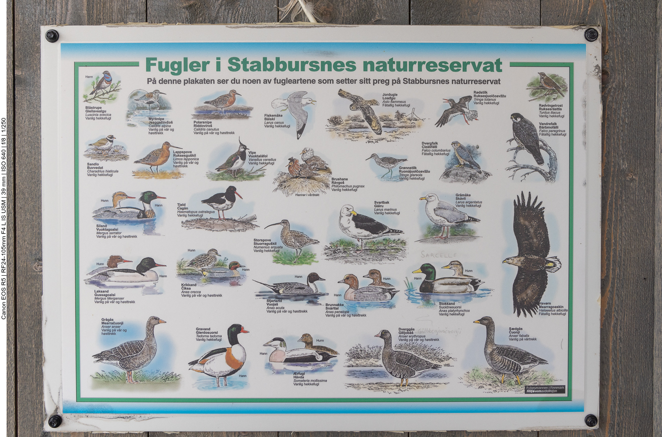 Keinen einzigen der hier gezeigten Vögel haben wir entdecken können :-(