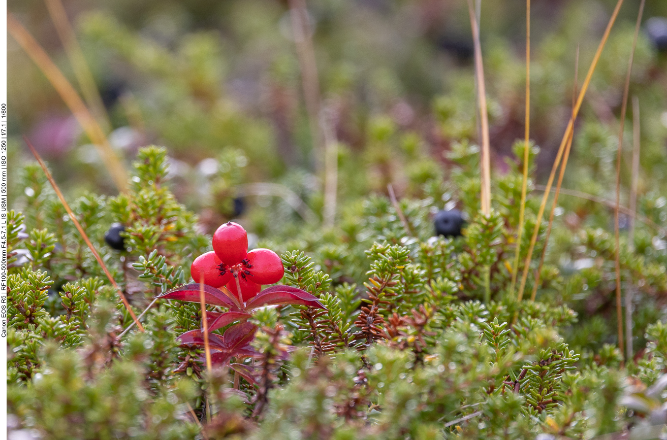 Schwedischer Hartriegel [Cornus suecica]