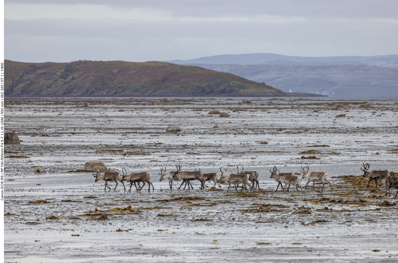 Bei Ebbe laufen Rentiere durch das seichte Wasser