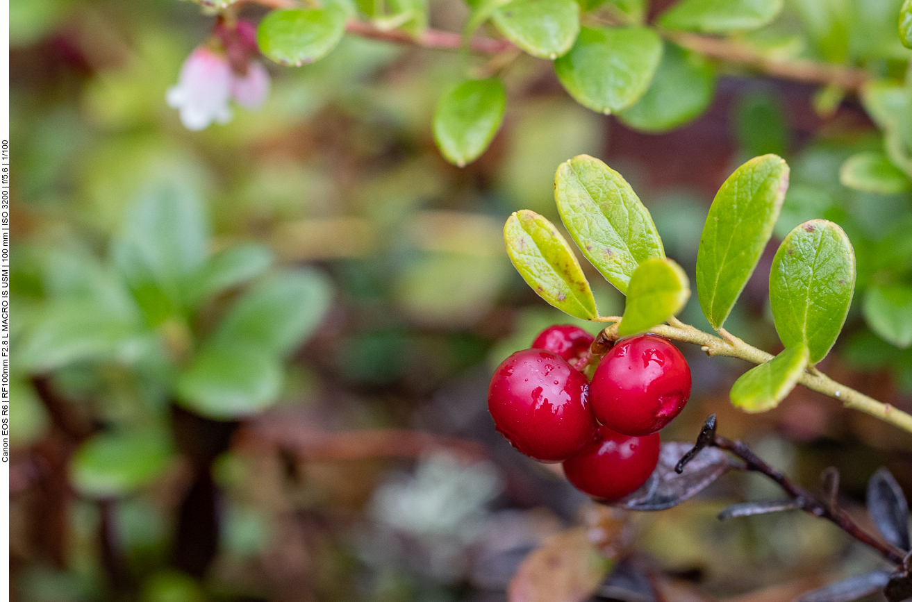 Schwedischer Hartriegel [Cornus suecica]