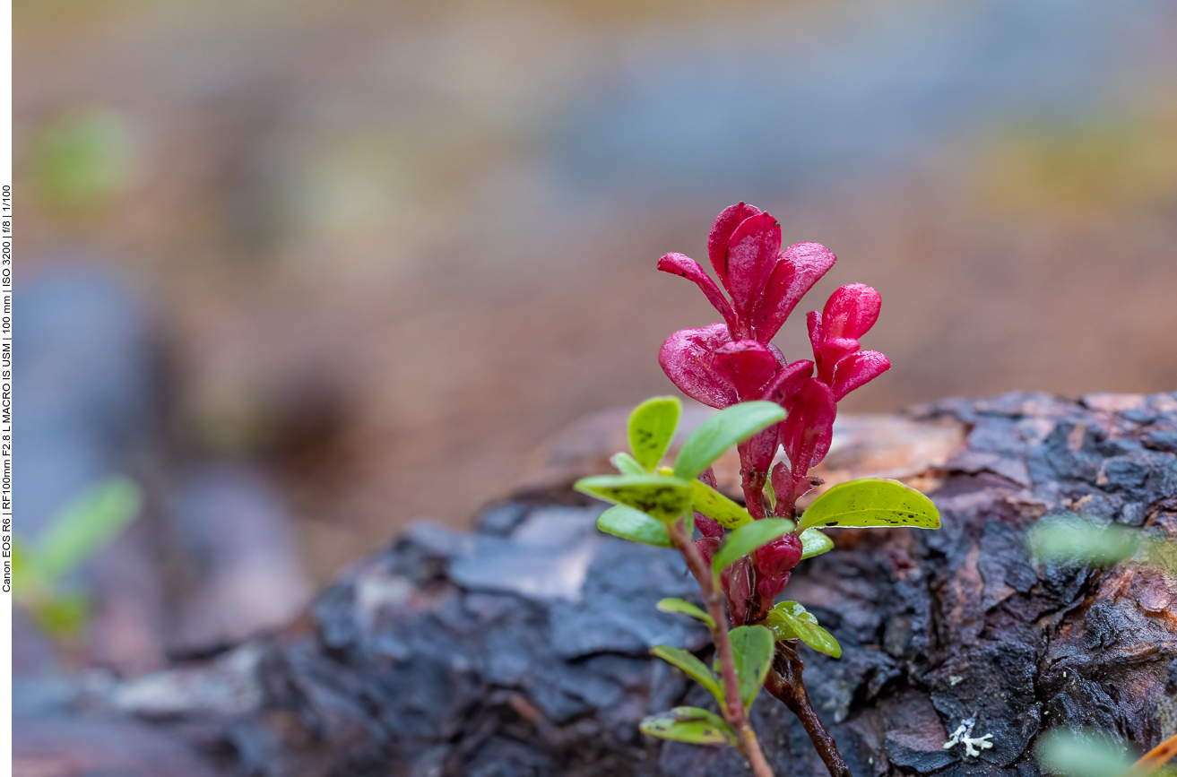 Schöne Blätter, leider nicht bestimmt