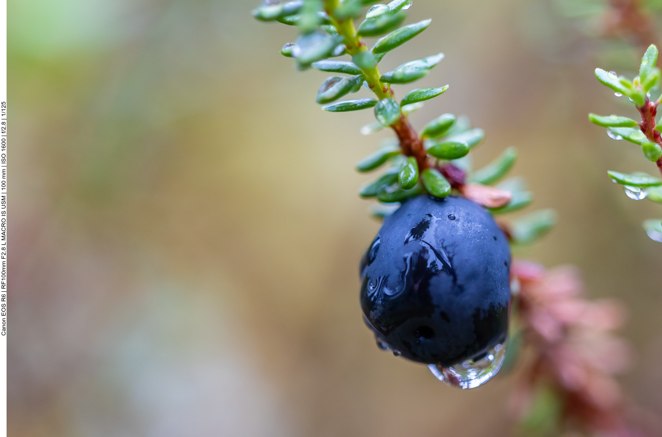 Schwarze Krähenbeee [Empetrum nigrum]