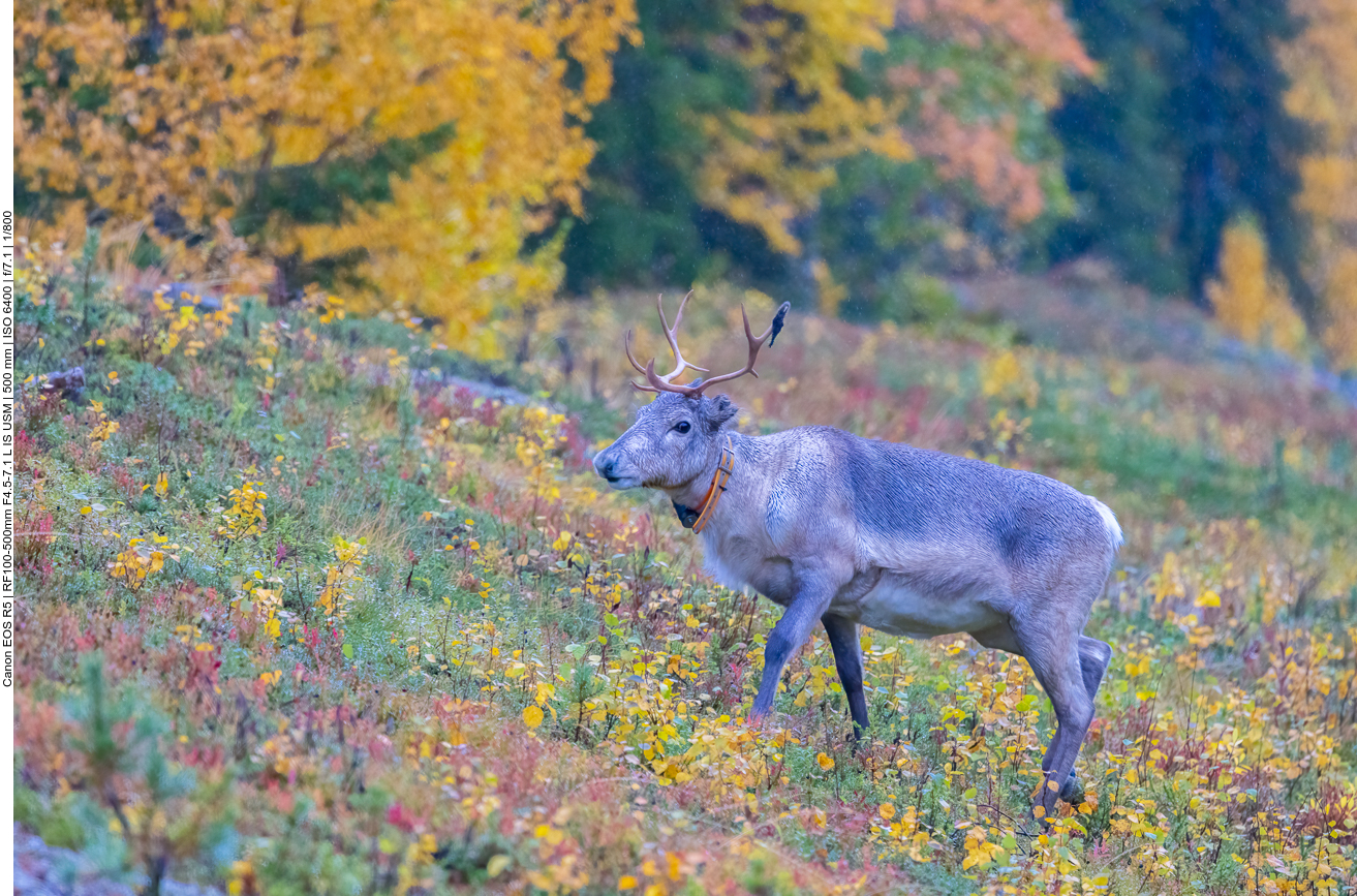 Wanderungen in Finnland
