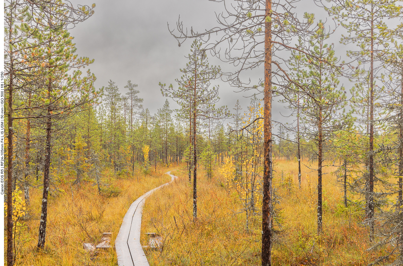 Schmale Planken führen durch das Moorgebiet