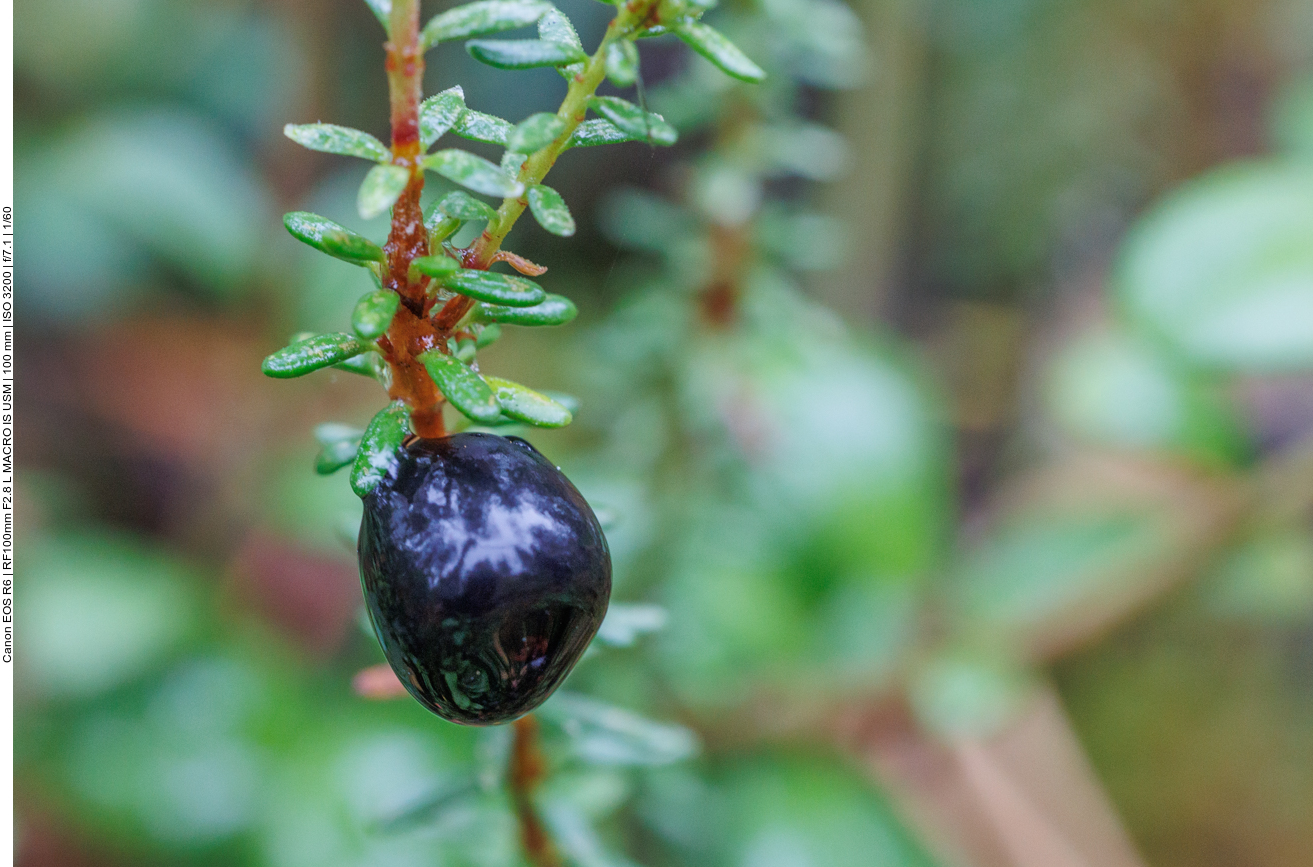 Schwarze Krähenbeere [Empetrum nigrum]