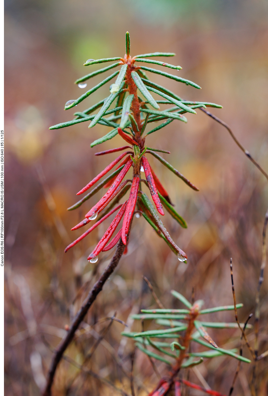 Sumpf-Porst [Ledum palustre]