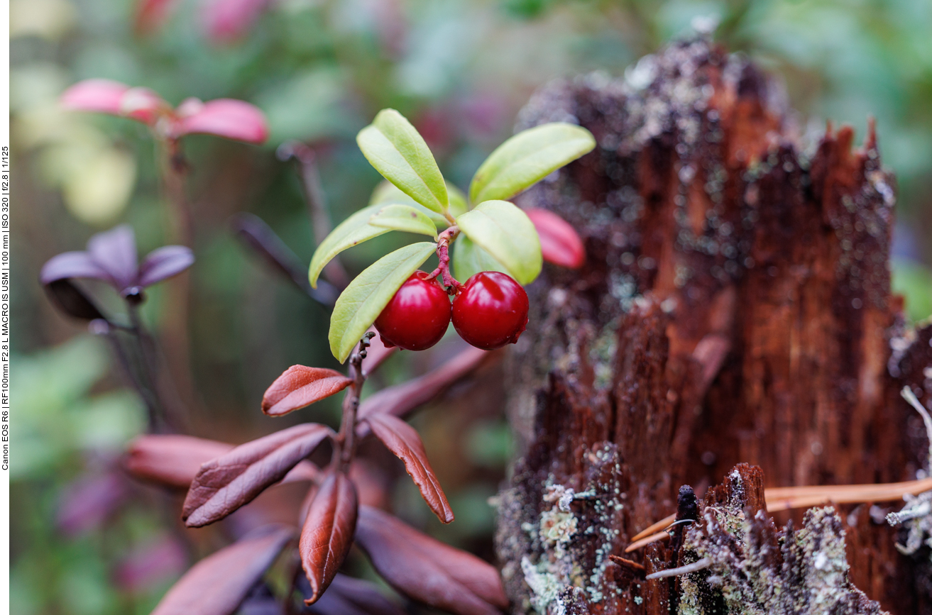Preiselbeere [Vaccinium vitis-idaea]