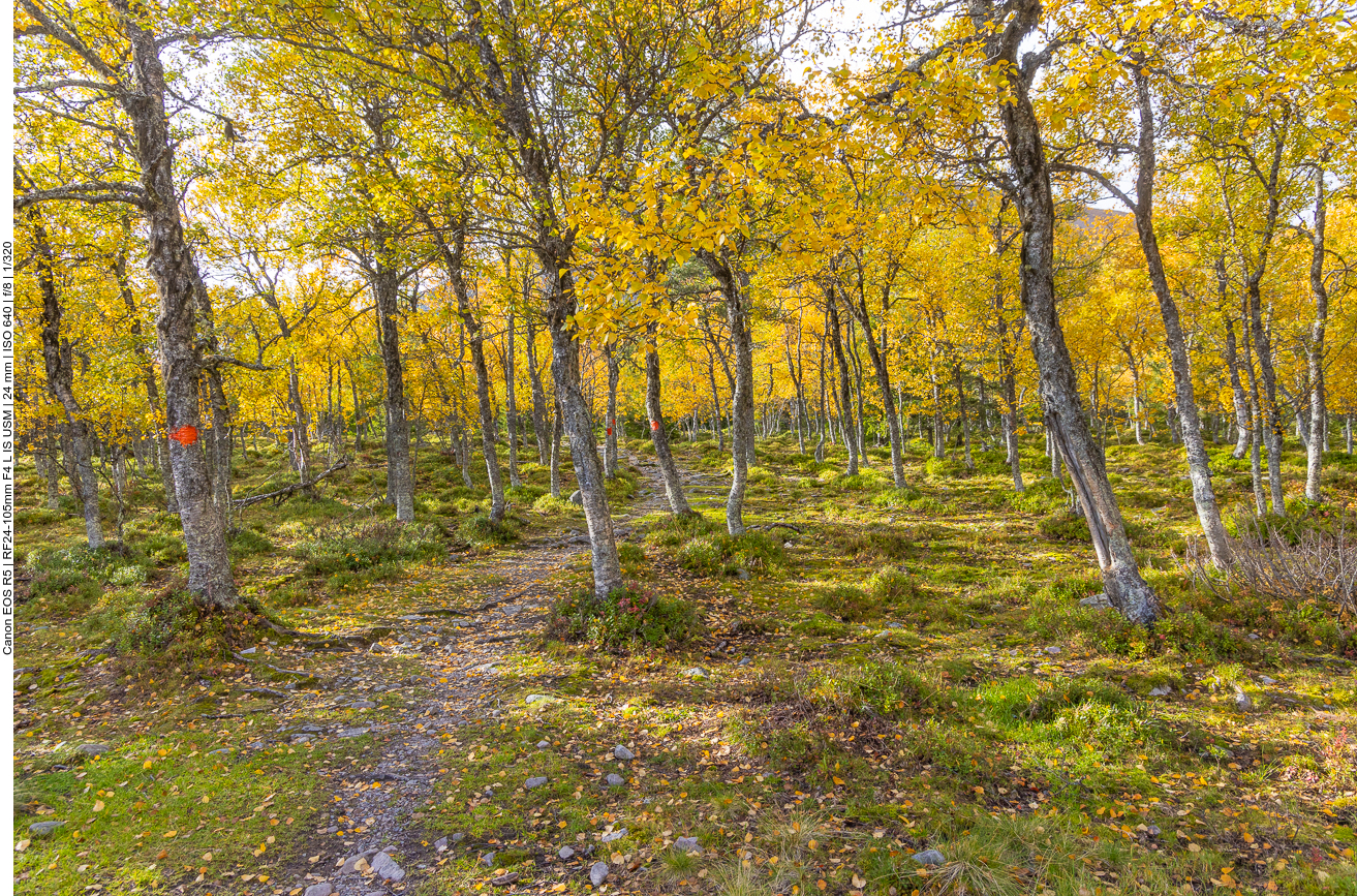 Pfad durch einen lichten Wald