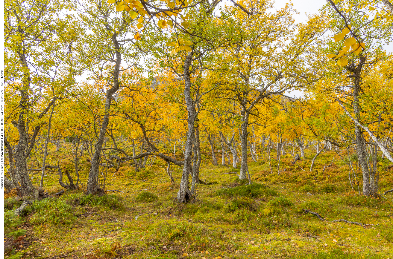 Gelb und grün sind hier die vorherrschenden Farben ...