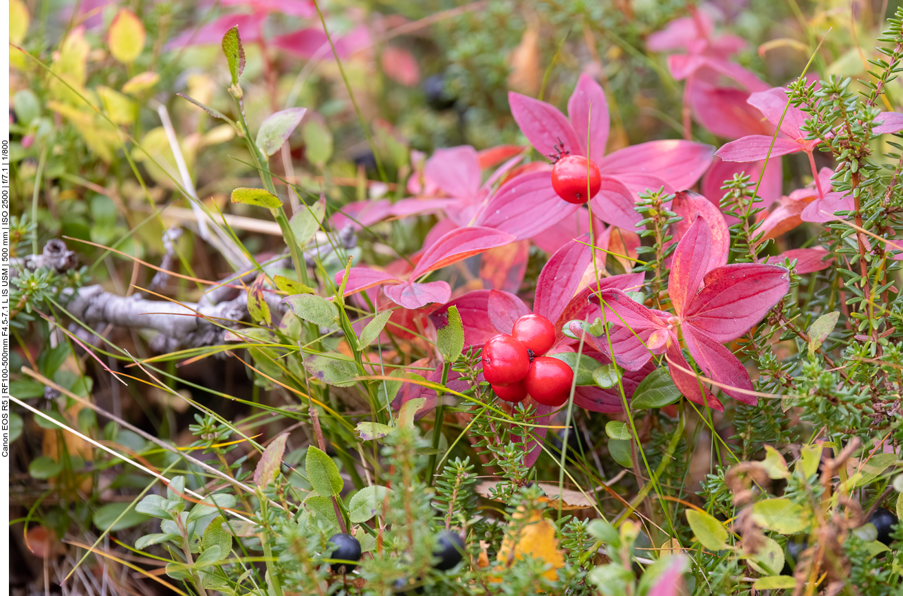 Schwedischer Hartriegel [Cornus suecica]