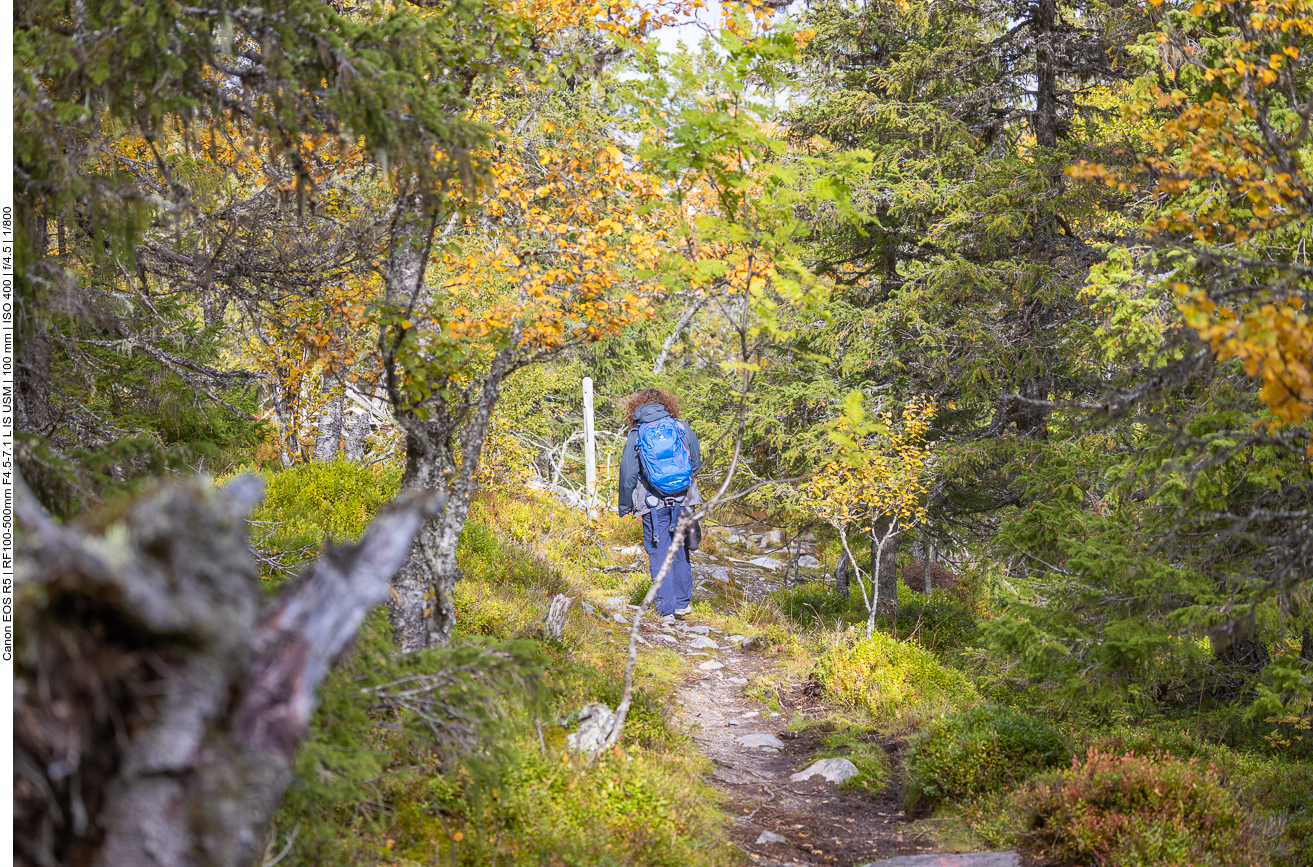Pfad durch dichtes Gesträuch
