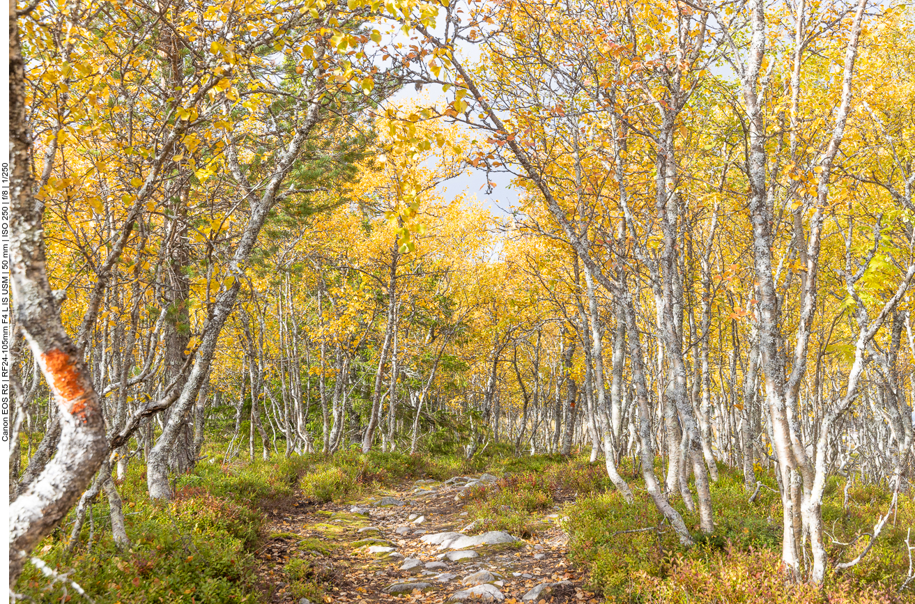 Durch den Birkenhain
