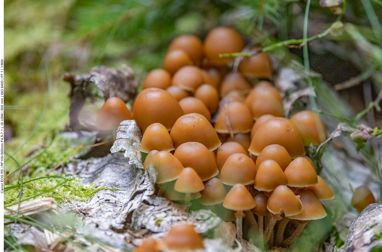 Dichtgedrängte Pilze