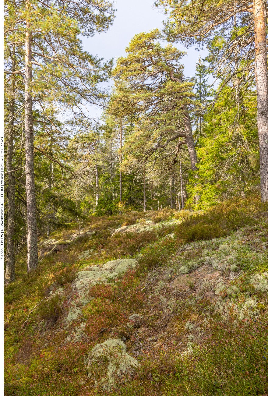 Bewachsene Felsen im Wald