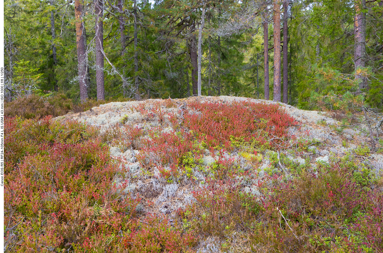 Bewachsene Felsen im Wald