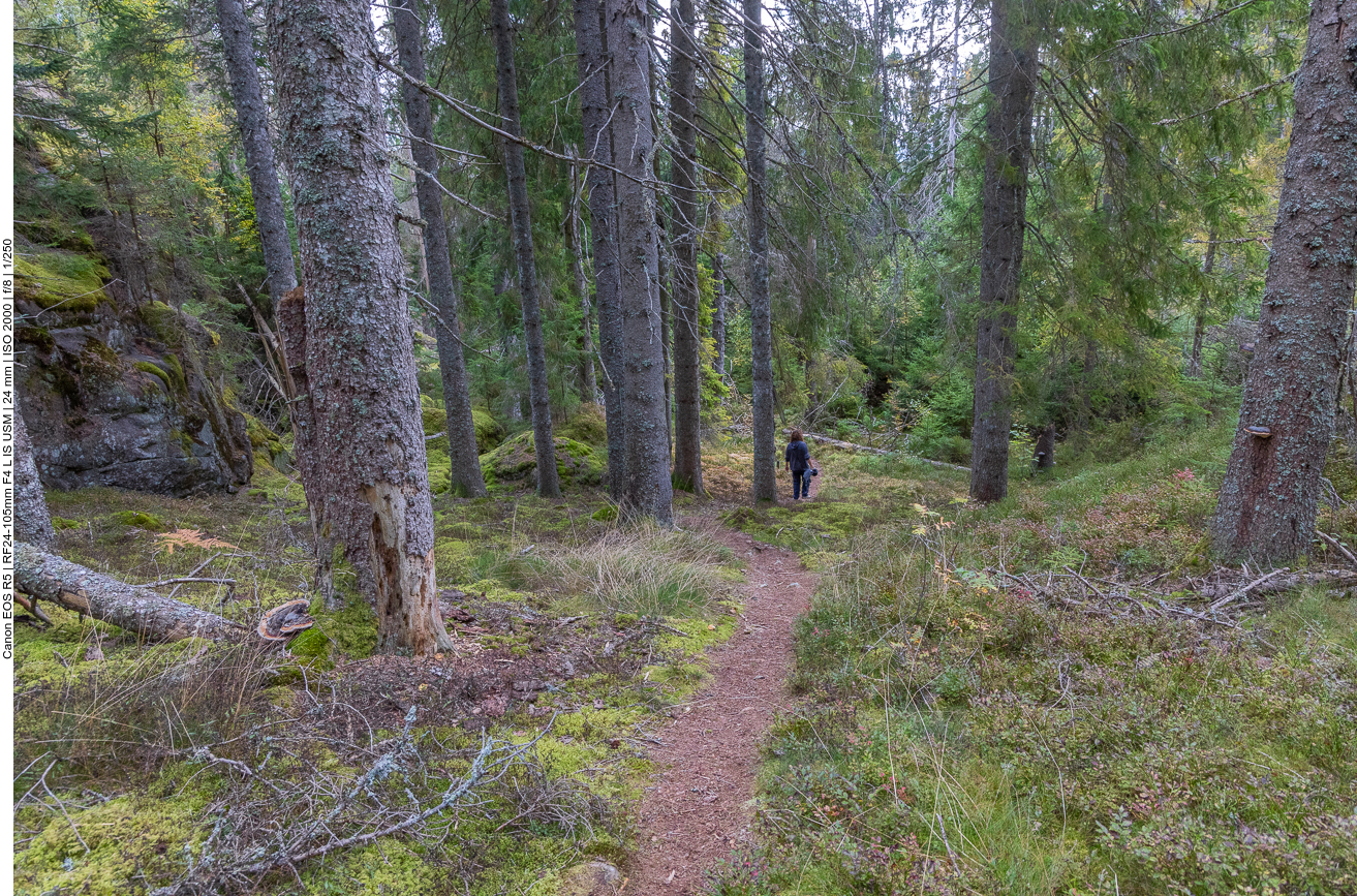 Bergab durch den Forst