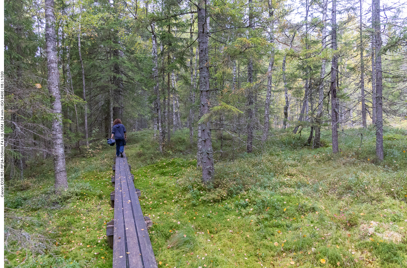 Auf einem Holzbohlenweg durch ein Feuchtgebiet