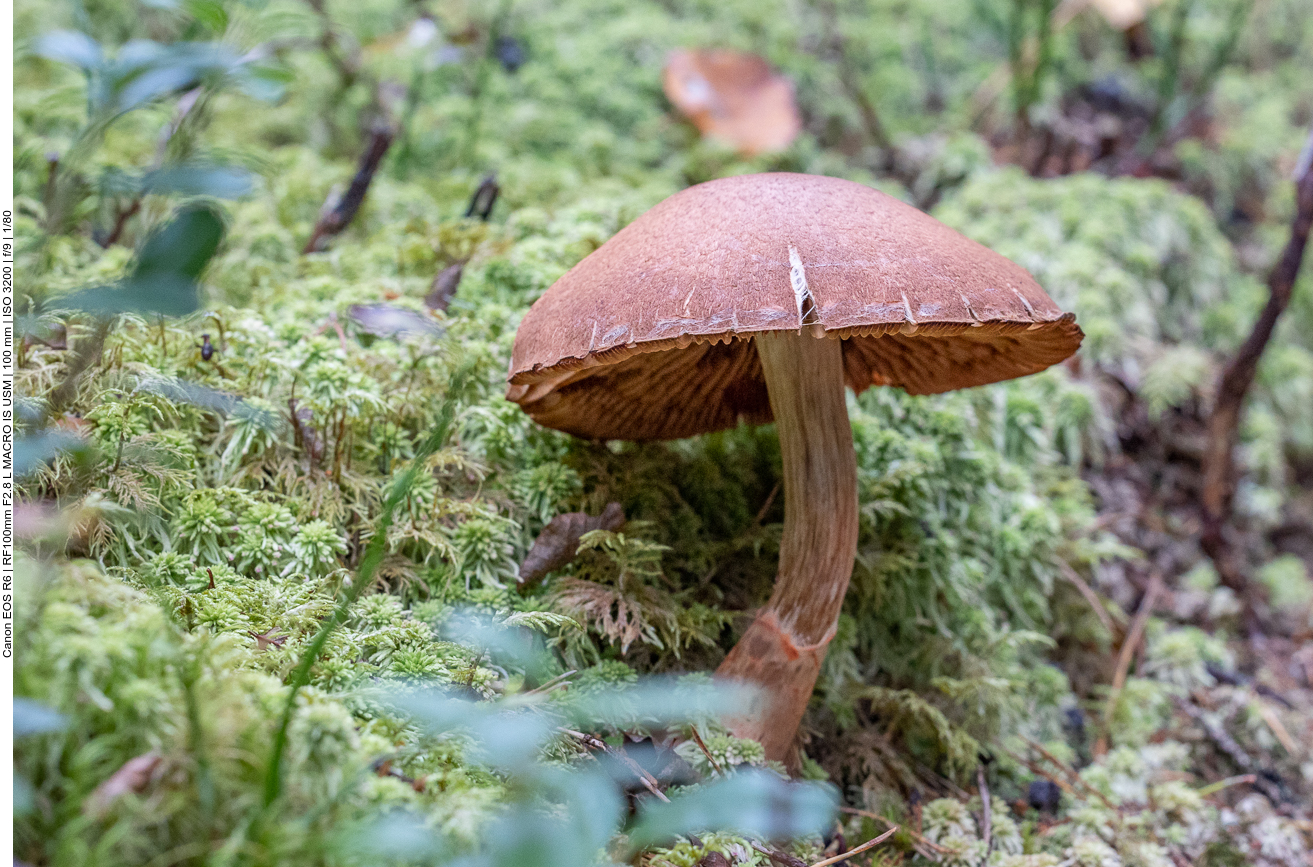 Pilz im Moos
