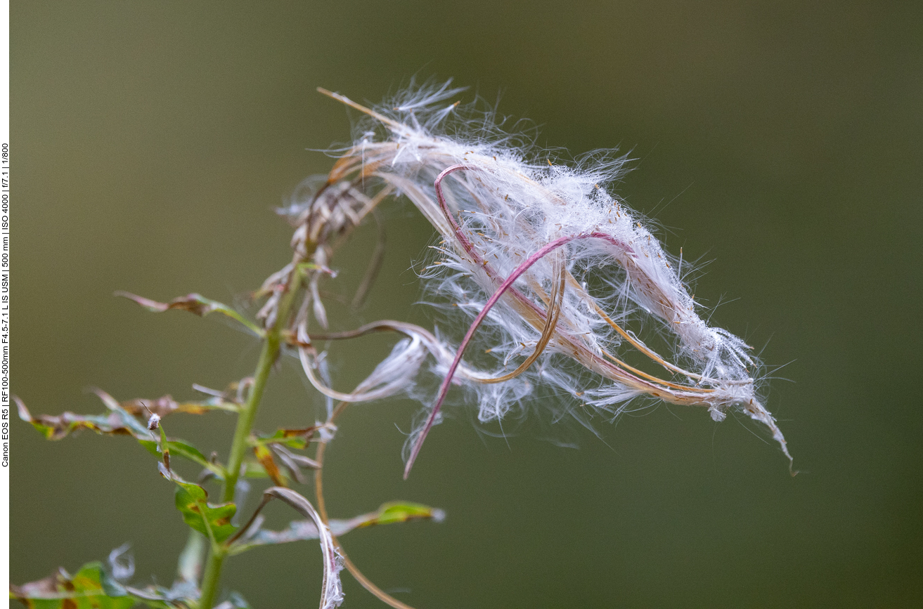Schmalblättriges Wollgras [Eriophorum angustifolium]