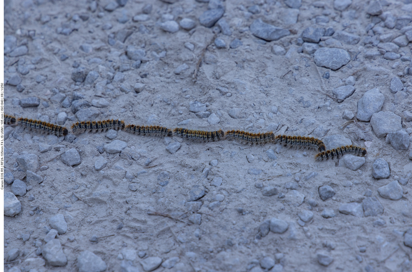 Seidenspinnerraupen kreuzen unseren Weg