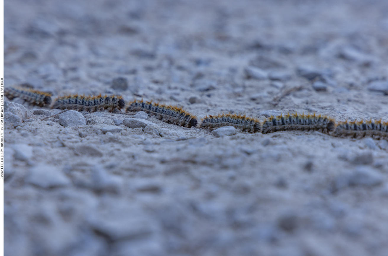 Nur nicht anfassen, die können Allergien auslösen!