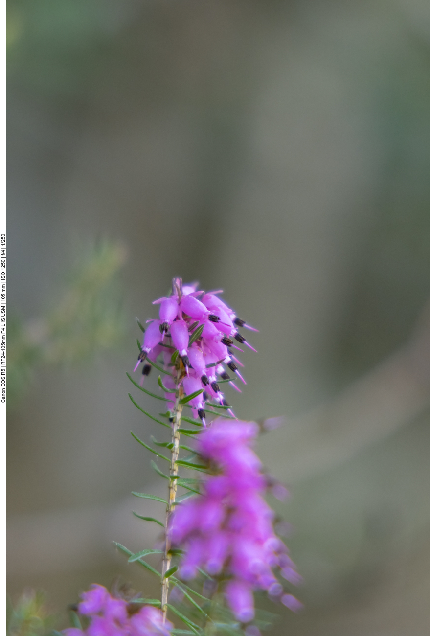 Schneeheide [Erica carnea]