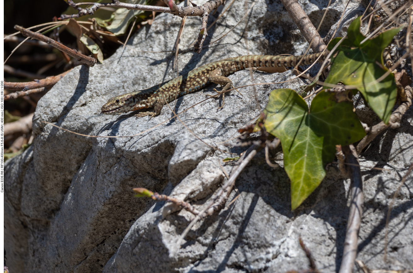 Zwischendurch lauern uns einige Eidechsen auf ;-)