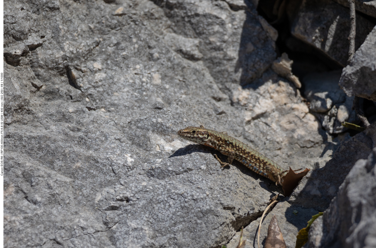 Die Viecher sind sauflink ...