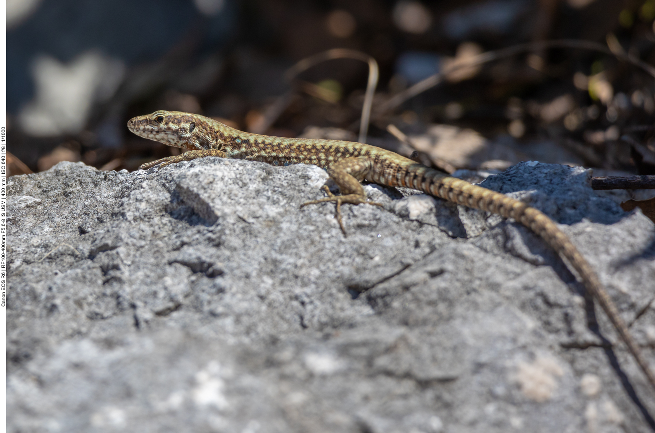 ... gelingt ein Schuss