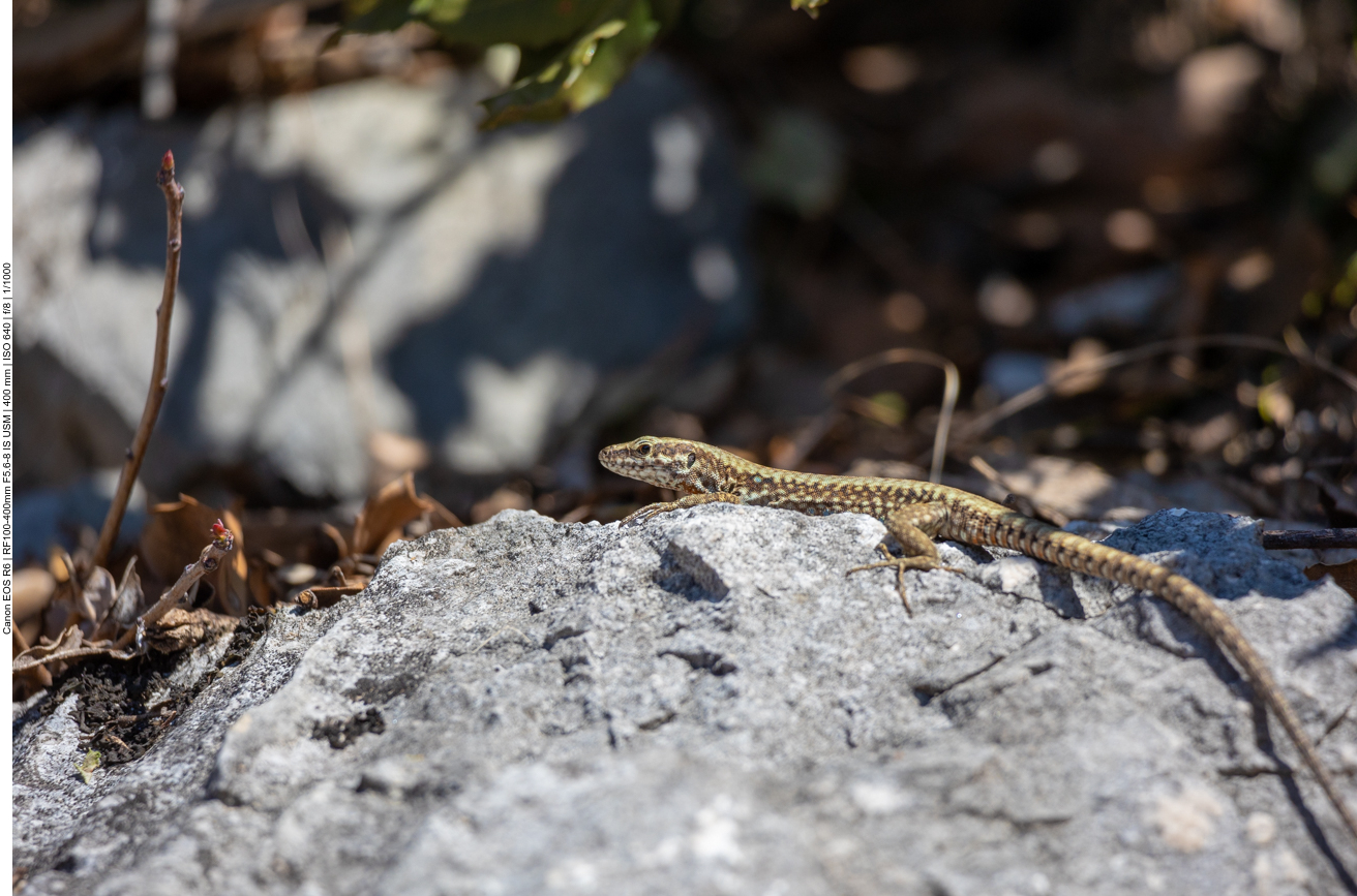 ... doch ab und zu ...