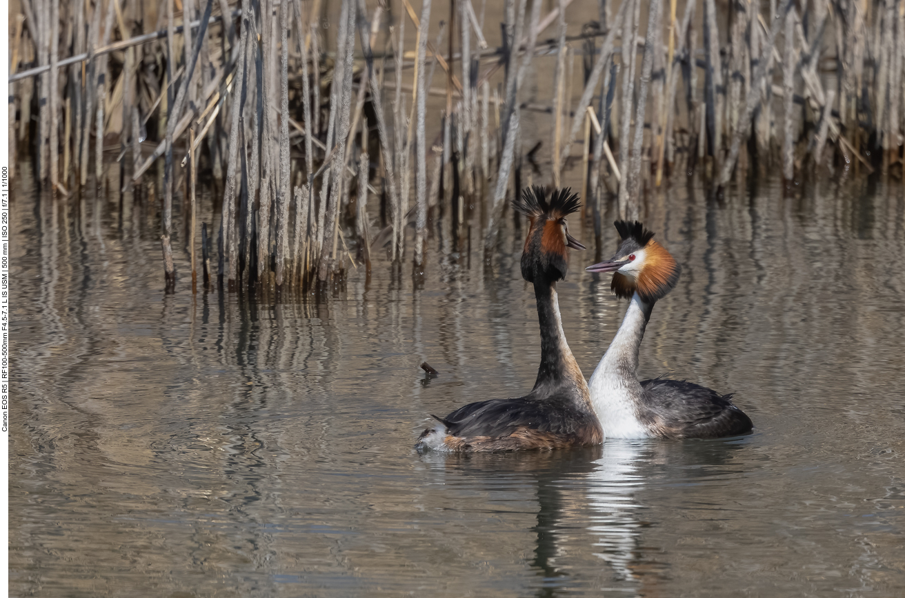 Die Haubentaucher sind mit der Balz besch&auml;ftigt ...