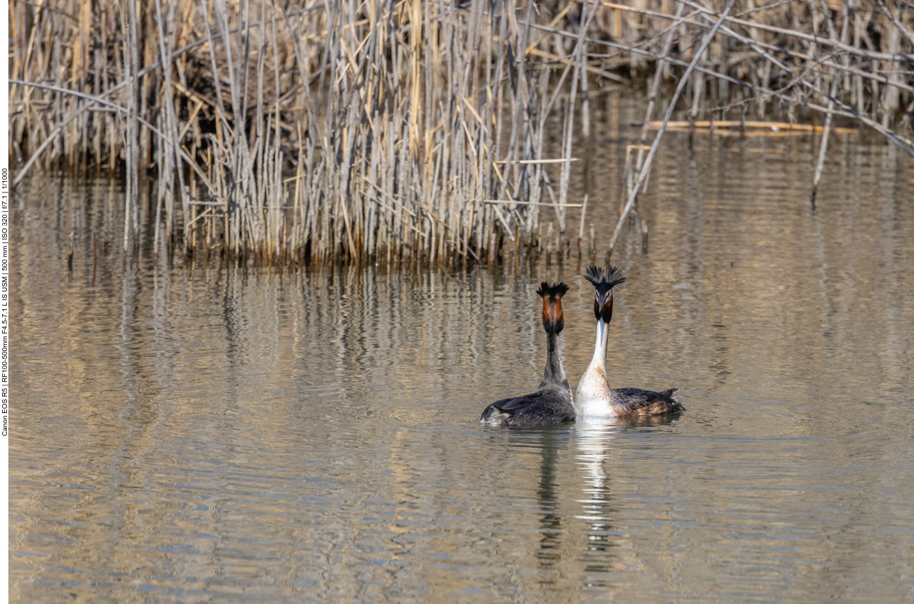 ... leider beenden sie das Schauspiel recht schnell ...