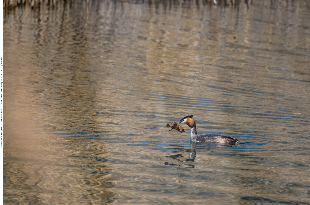 ... lieber wird am Nest weitergebaut
