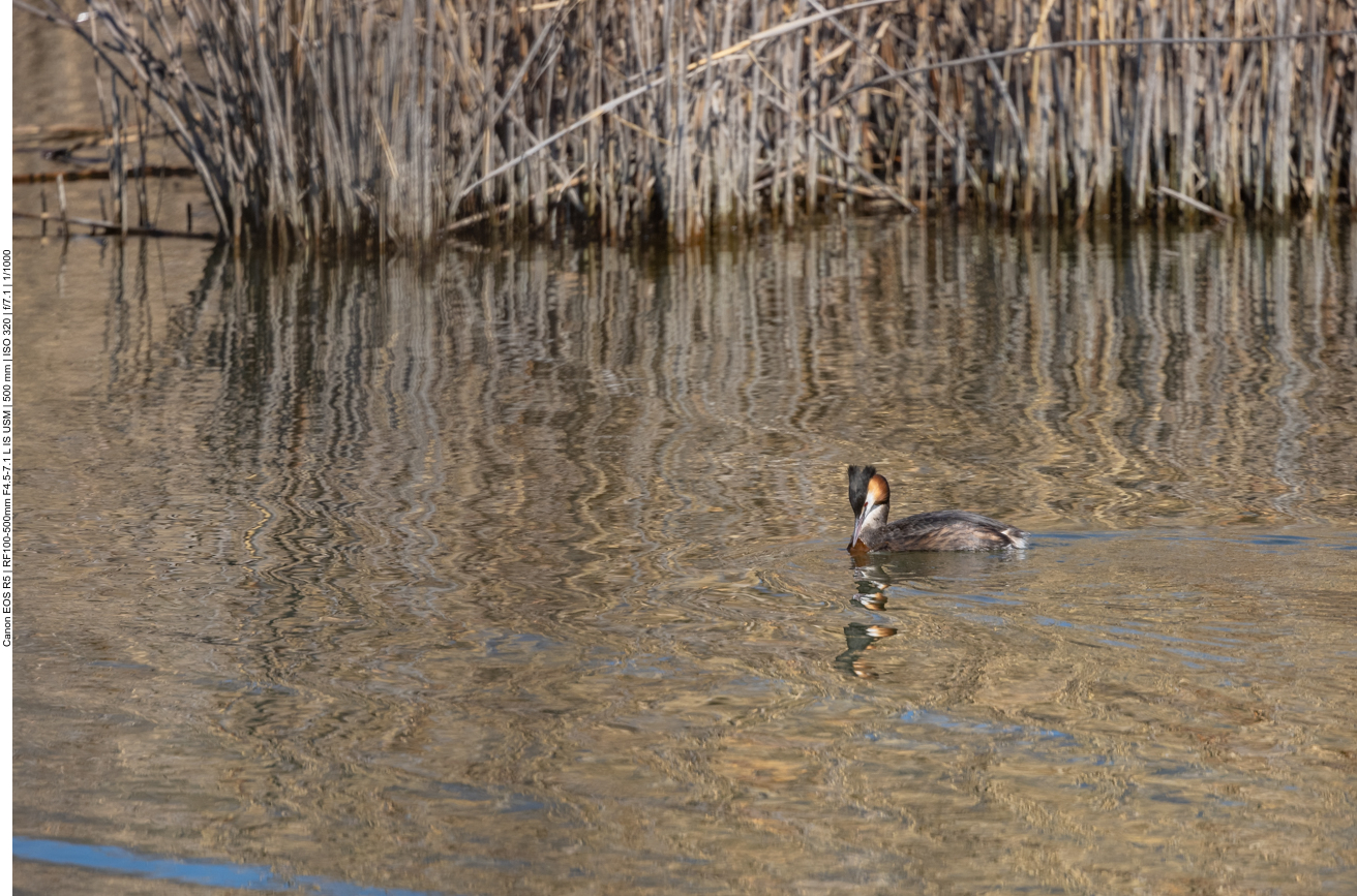 ... der sch&ouml;nen V&ouml;gel