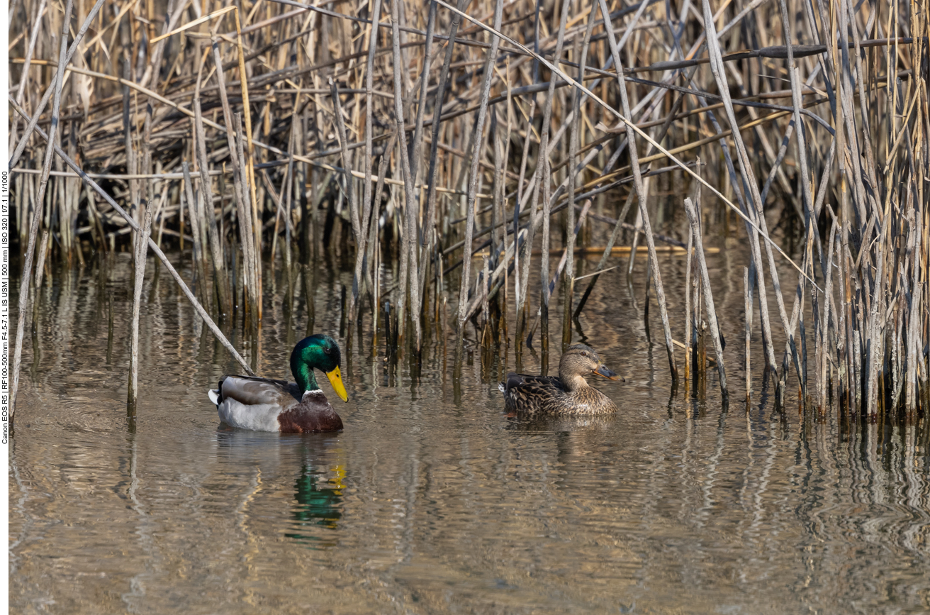 Stockentenp&auml;rchen