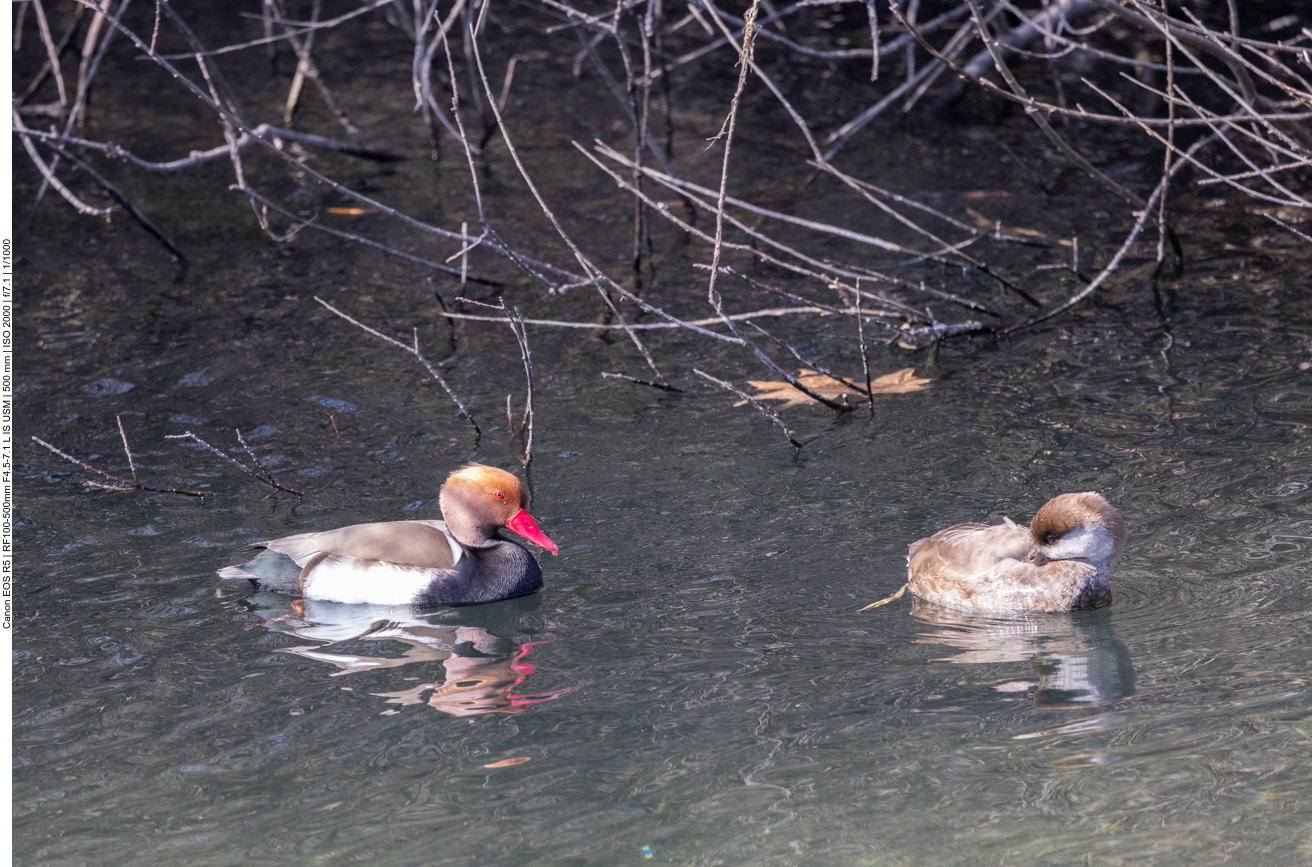 Kolbenente [Netta rufina], links das M&auml;nnchen, rechts das Weibchen
