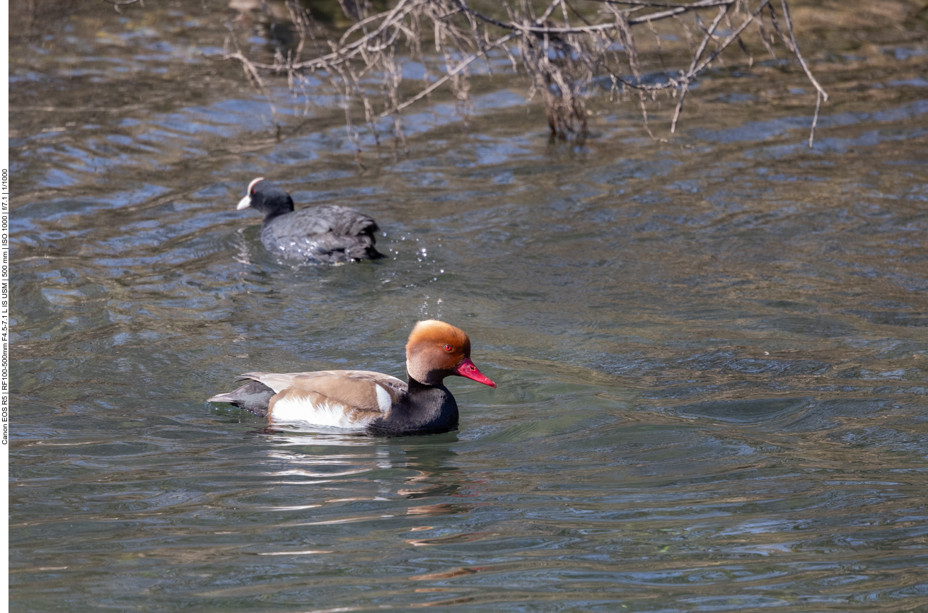 Kolbenente und Blässhuhn