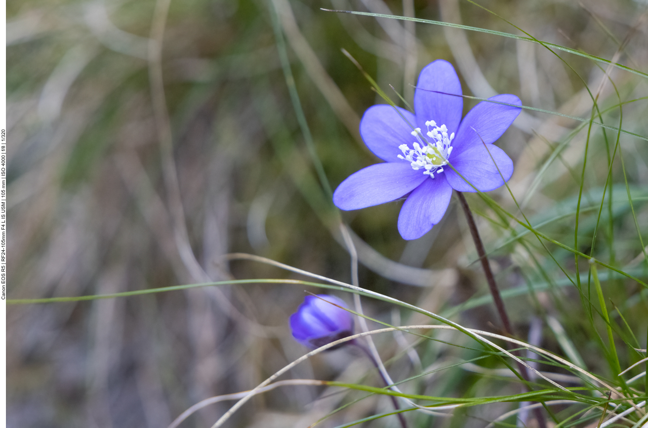 Auch hier gibt es Leberbl&uuml;mchen ...