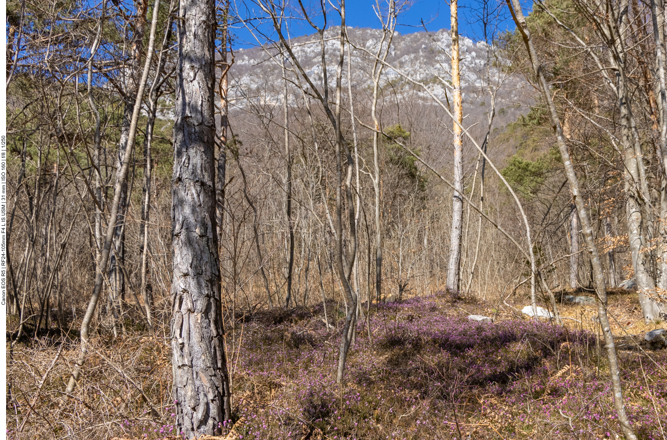 Bl&uuml;tenteppich im Wald