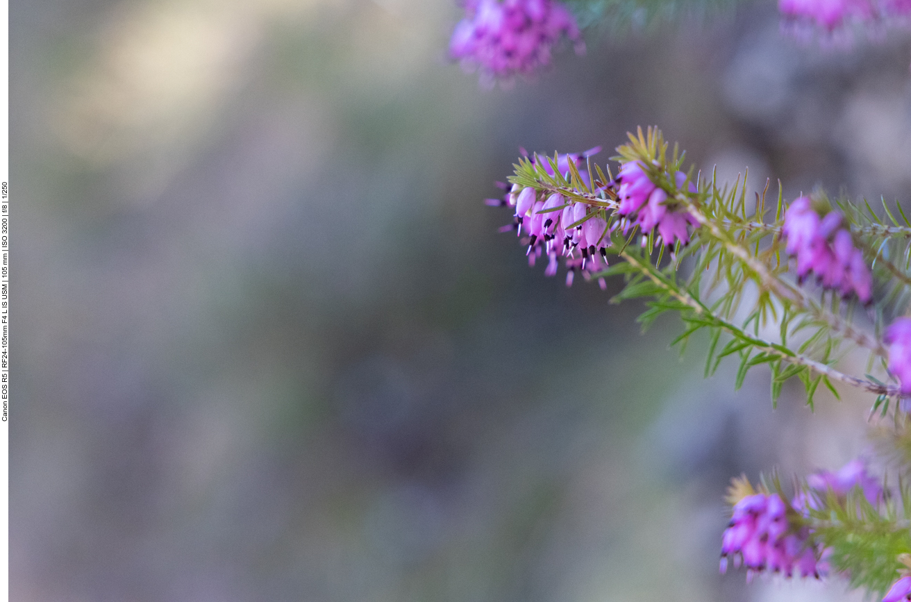Schneeheide [Erica carnea]