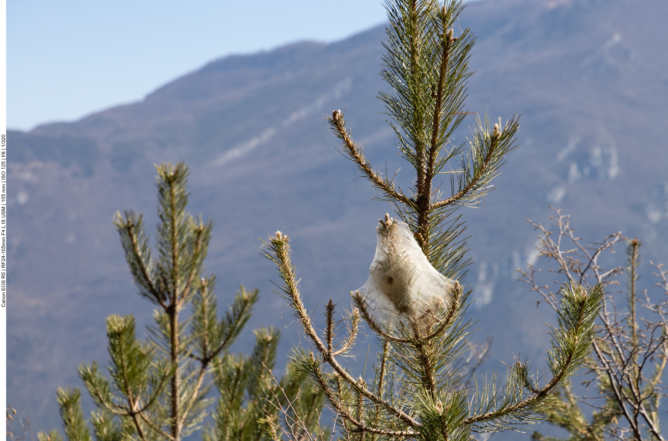Netz von Seidenspinnerraupen, war hier h&auml;ufig anzutreffen